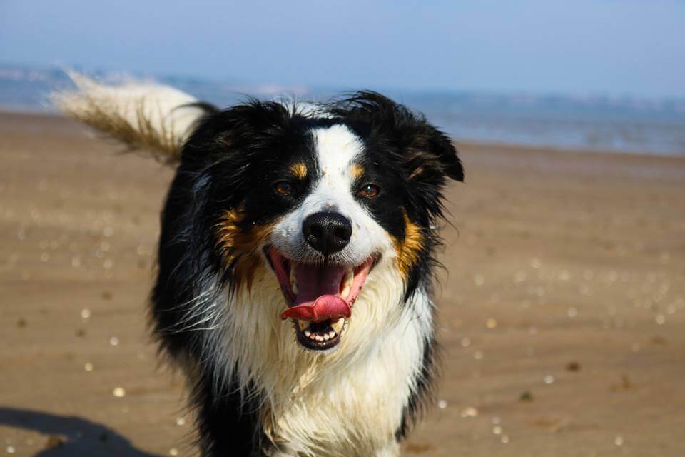 Bosco