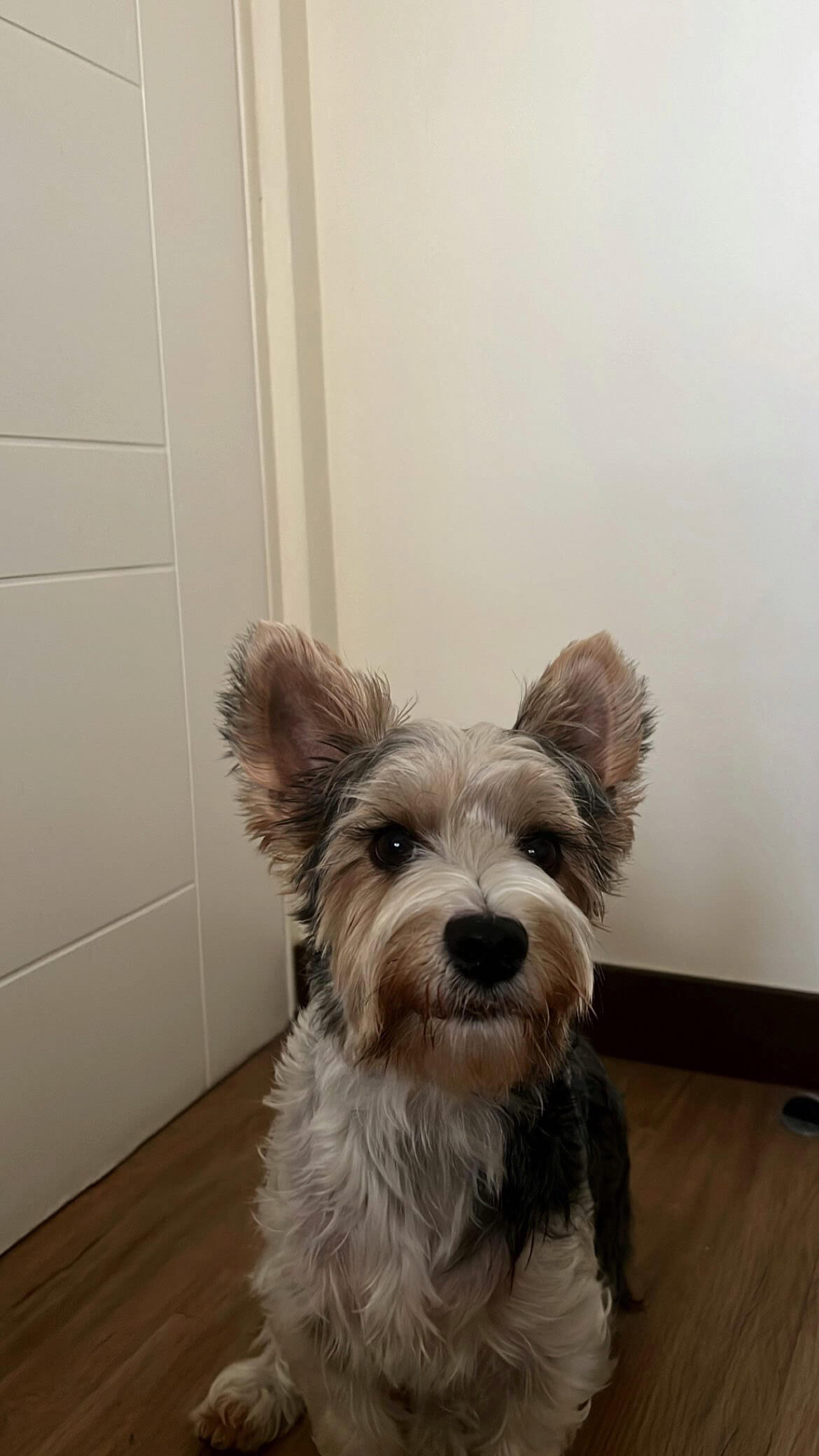 Doggy
