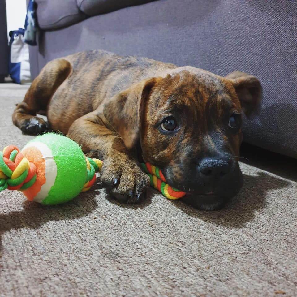 Doggy